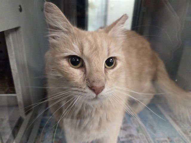 RI-RI - Domestic Short Hair available for adoption