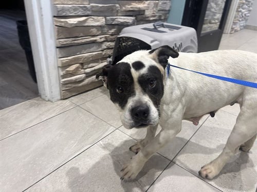 PANDA - Pit Bull Terrier available for adoption