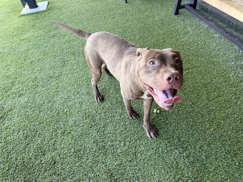 SIR PAPERWORK - Pit Bull Terrier for adoption in Garland