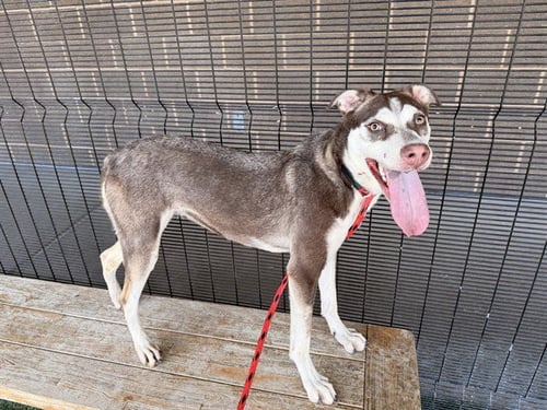 SAGE - Siberian Husky available for adoption