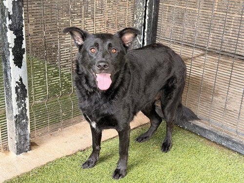BRIE - Australian Cattle Dog/Blue Heeler available for adoption