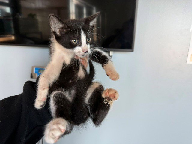 ARCHIE Image