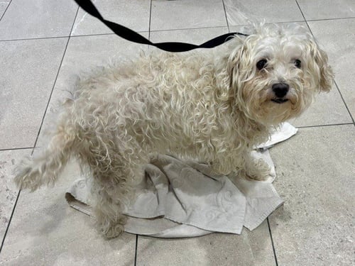 LUNA - Poodle (Miniature) available for adoption