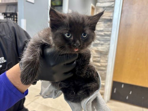 BOO - Domestic Long Hair available for adoption