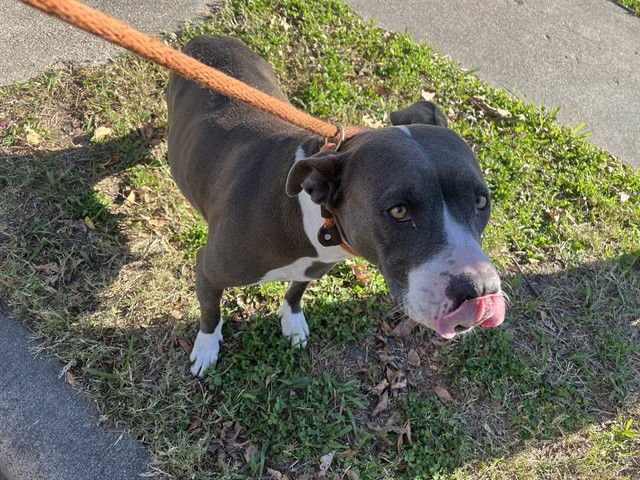 PRINCESS - Pit Bull Terrier available for adoption