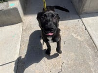 ROSCOE - Photo 1