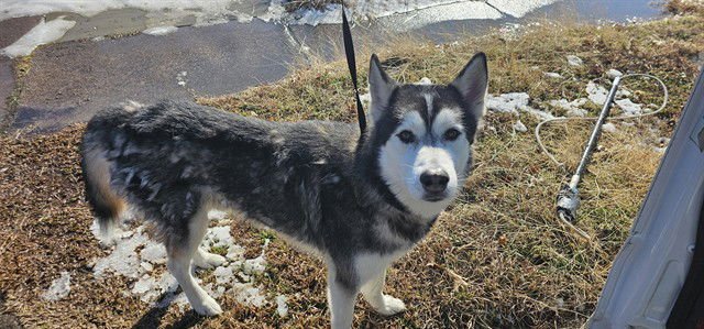 BOJACK - Husky available for adoption