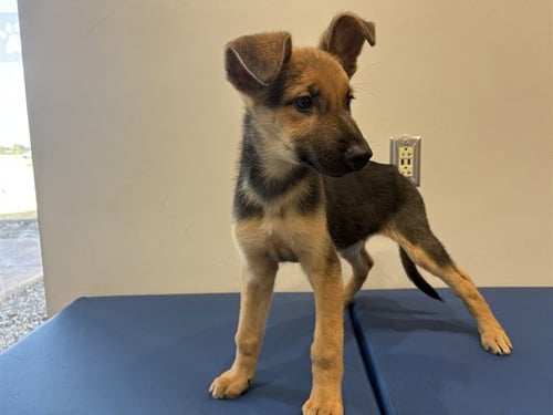 BEN - German Shepherd Dog available for adoption