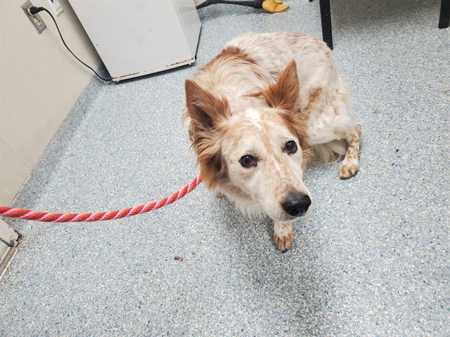 GINGER - Australian Cattle Dog/Blue Heeler available for adoption