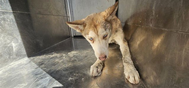 AURORA - Husky available for adoption