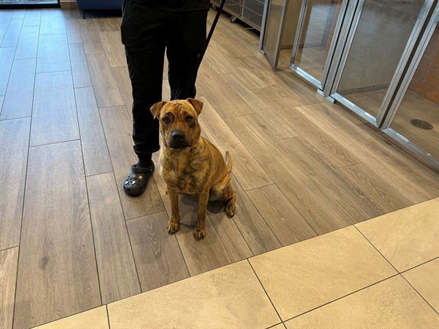 ROSÃ - Pit Bull Terrier available for adoption