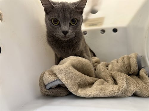 HALO - Russian Blue available for adoption