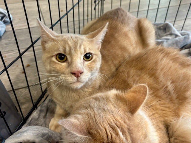 SNOW - Domestic Short Hair available for adoption