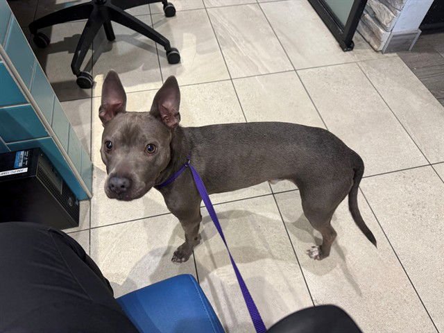 JETHRO - Pit Bull Terrier available for adoption