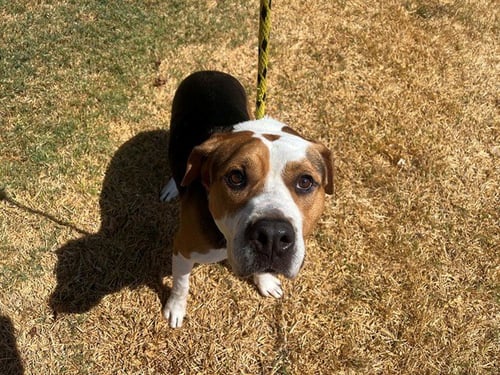 ARROW - Pit Bull Terrier available for adoption