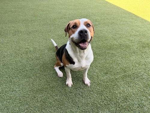 ARROW - Pit Bull Terrier available for adoption