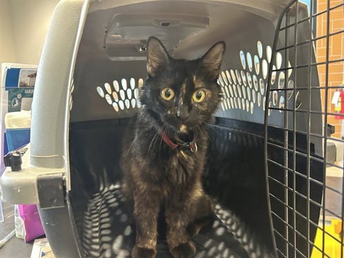MORRIS - Domestic Short Hair available for adoption