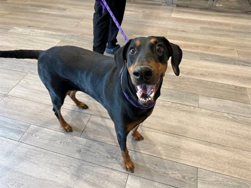 PEACHES - Doberman Pinscher available for adoption