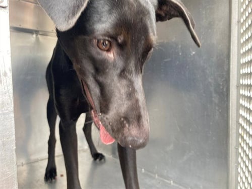 BRUNO - Labrador Retriever available for adoption
