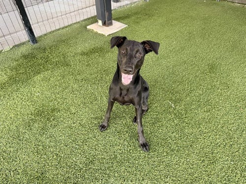 BRUNO - Labrador Retriever available for adoption