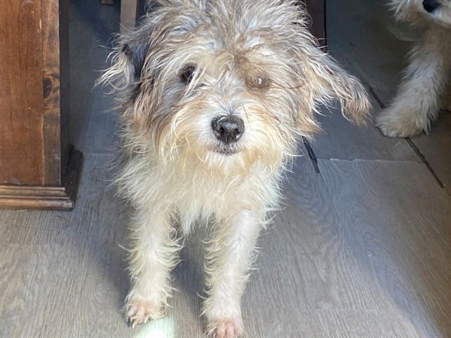 SUGAR - Maltese available for adoption