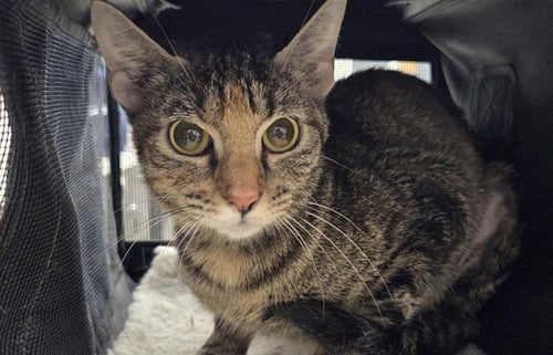 ZAP - Domestic Short Hair for adoption in Garland