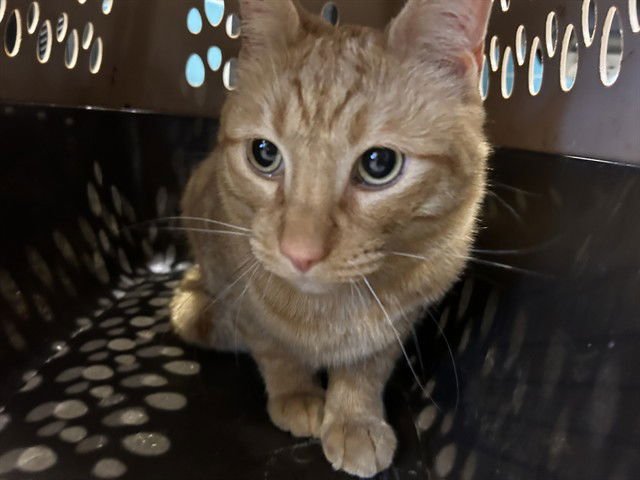 MANGO* - Domestic Short Hair available for adoption