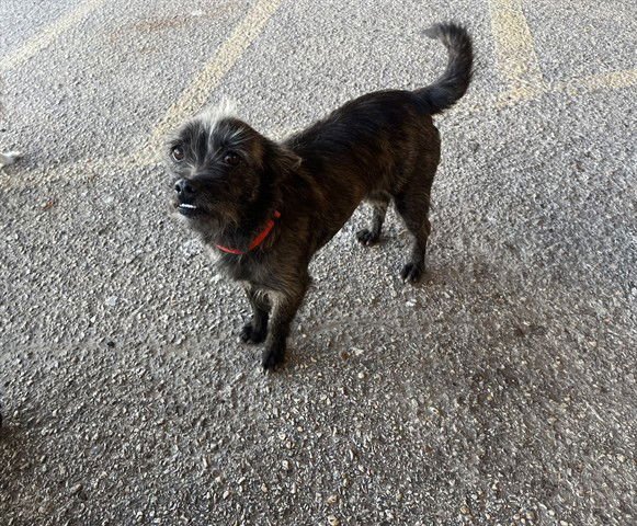 HYDA - Cairn Terrier available for adoption