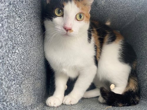 STAR - Domestic Short Hair available for adoption
