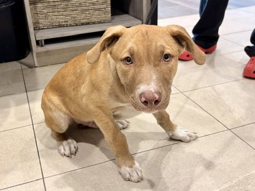 BISCUIT - Pit Bull Terrier available for adoption