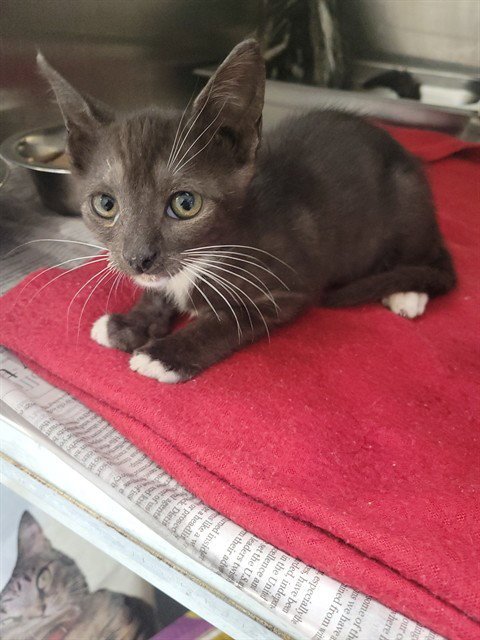 ELOWEN - Domestic Short Hair available for adoption