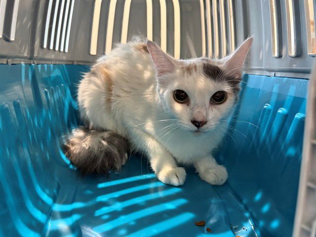 RIVER - Domestic Long Hair available for adoption