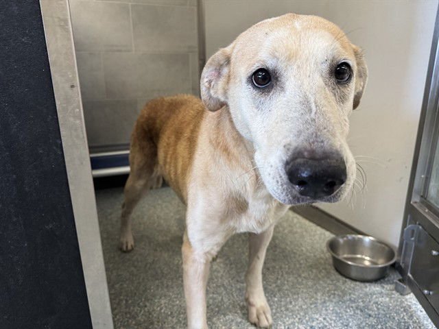 MYRTLE - German Shepherd Dog available for adoption