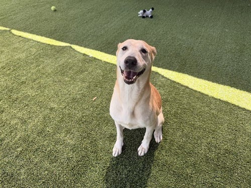 MYRTLE - German Shepherd Dog for adoption in Garland