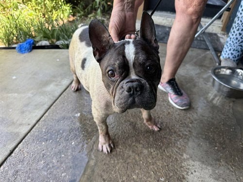ROODY - French Bulldog available for adoption