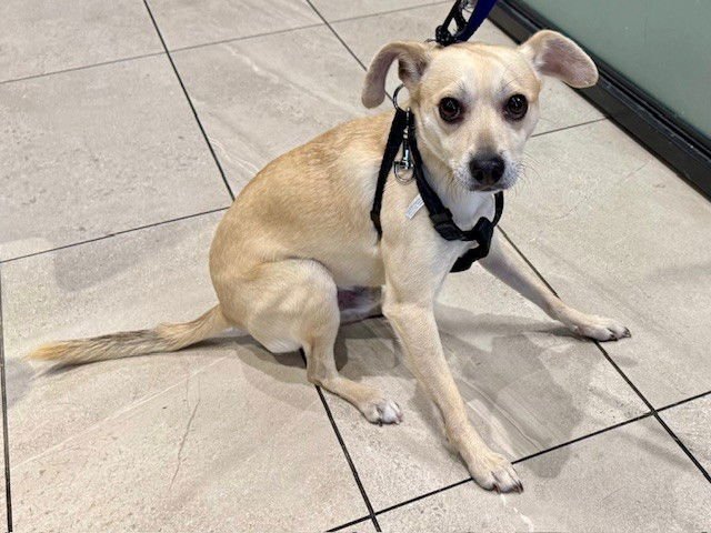 MILO - Chihuahua available for adoption