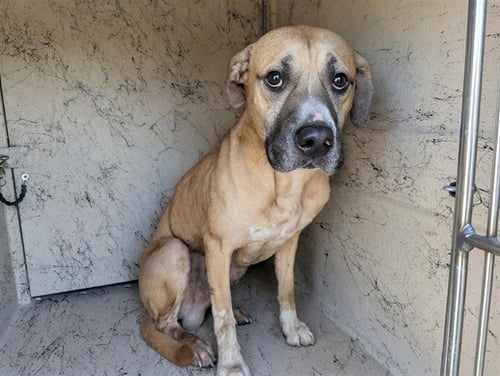 CARPENTER - Black Mouth Cur available for adoption