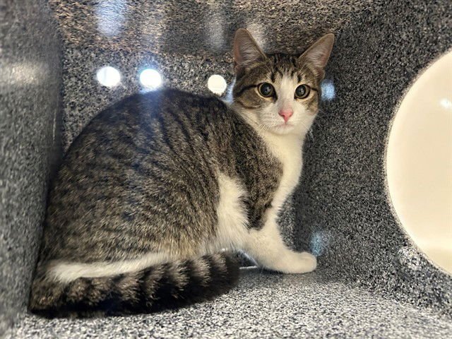 DRAMA - Domestic Short Hair available for adoption