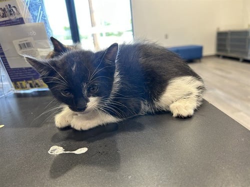 CROUTON - Domestic Short Hair available for adoption