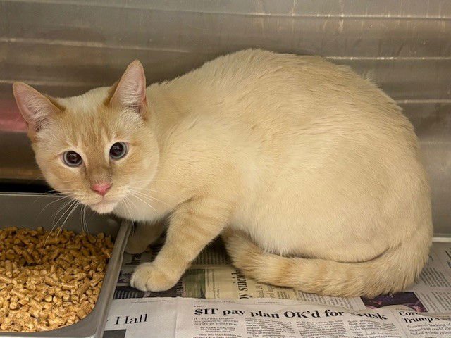 ARLO - Siamese available for adoption