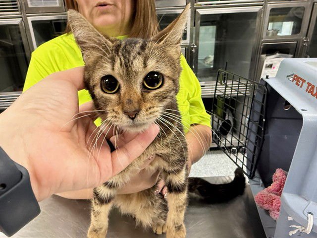 URSULA - Domestic Short Hair available for adoption