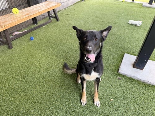 CANYON - German Shepherd Dog available for adoption