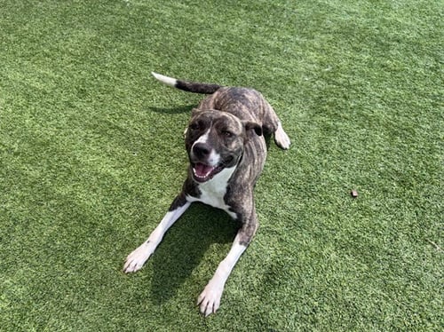 LUCKY - Dutch Shepherd available for adoption