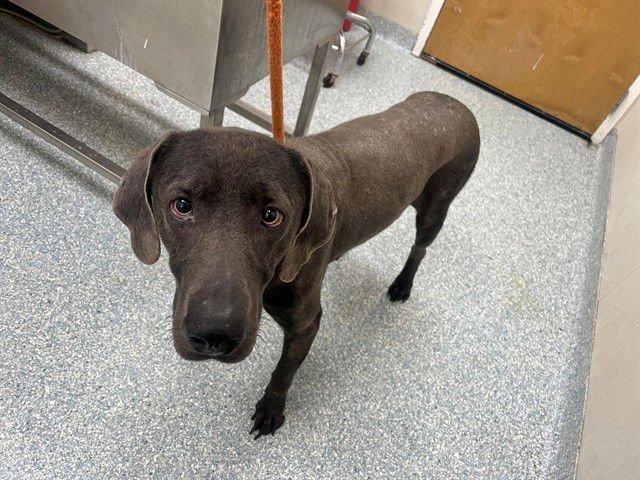 SHADOW - Labrador Retriever available for adoption