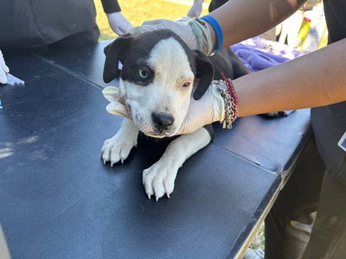 MATCHY - Boxer / Pit Bull Terrier available for adoption