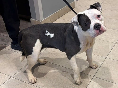 MEATBALL - American Bulldog available for adoption