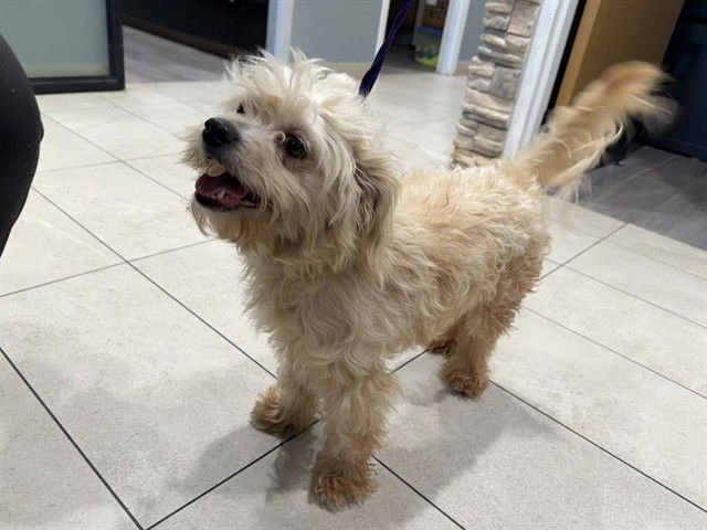 COCO - Maltese available for adoption