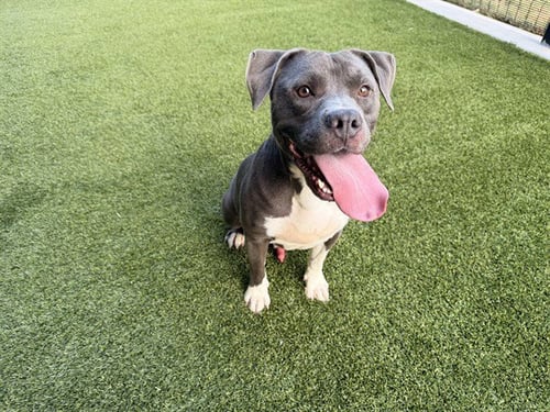 GORDITO - Staffordshire Bull Terrier available for adoption