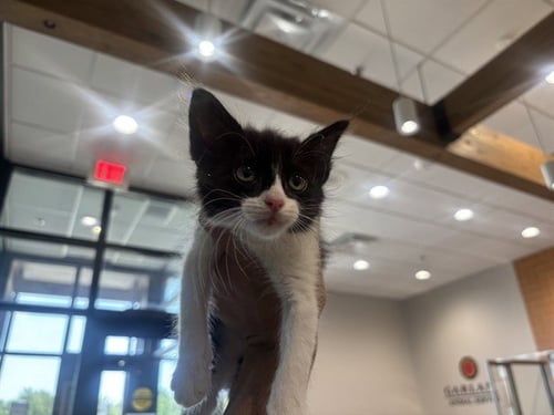 WHISKEY - Domestic Short Hair available for adoption