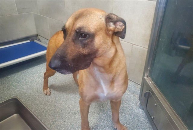 CIELO - Belgian Shepherd Malinois available for adoption